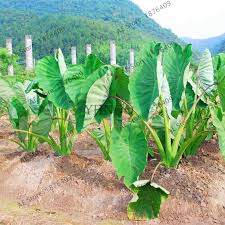 Maybe you would like to learn more about one of these? 50pcs Blue Alocasia Seeds Macrorrhiza Bonsai Giant Elephant Ear Taro Garden Taro Plants Ornamental Leaves Edible Root Vegetable Indoor Plants Patio Lawn Garden