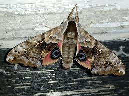 Check spelling or type a new query. One Eyed Sphinx Smerinthus Cerisyi Inaturalist Ca
