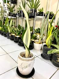 Image result for Sansevieria metallica