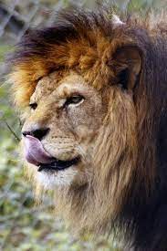 Fozlogs 08 04 2012 Dartmoor Zoo Welcome To Fozimage Dartmoor Zoo Zoo Animals