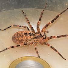Image result for wolf spider bite skin