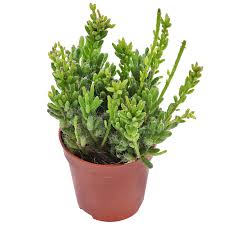 Image result for Rhipsalis