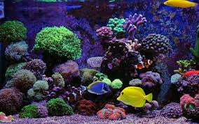 Check spelling or type a new query. Top 7 Best Saltwater Aquarium Fish For Beginners Petland Texas