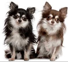 If you love long hair chihuahuas, you will enjoy the eye candy in this post. Long Haired Chihuahua