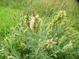 Image result for Eriosema psoraleoides