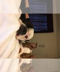 Boston terriers are a joy to own! View Breeder Profile Boston Terrier Dog Breeder Near Texas Katy Usa Subs 21406