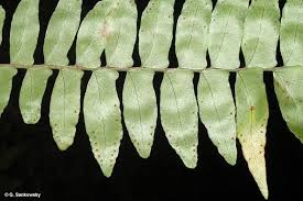 Image result for Arthropteris