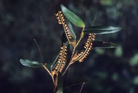 Image result for Platycoryne pervillei