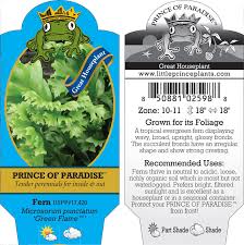 Image result for Microsorum punctatum