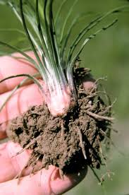 Image result for Isoetaceae