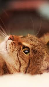 ❤ get the best cool cats wallpapers on wallpaperset. Lying Cool Cat Beautiful Iphone 8 Wallpapers Free Download