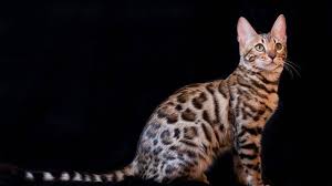 When enquiring about a bengal kitten, please tell us a bit about yourself and the home you can offer one of our bengal kittens, including who lives at home this helps us find you the best kitten for your household, activity levels and circumstances. 10 Fascinating Facts About Bengal Cats The Dog People By Rover Com