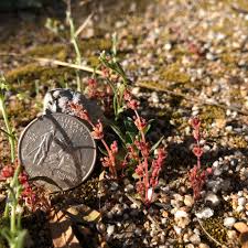 Image result for Crassula rhodesica