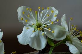There are different ways to eat plums: Plum Tree Blossoms Top Facts Tips
