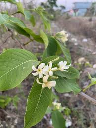 Image result for Holarrhena