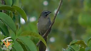 Canto De Trinca Ferro No Mato Pixarro Encantador Na Natureza Trinca Ferro Saltator Similis Natureza Animais Da Natureza Animais