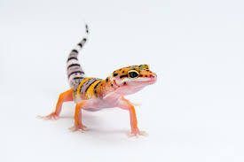 Geico employee reviews for inside sales representative. Lessons From A Lizard Inside Info From A Cfo Benefitspro