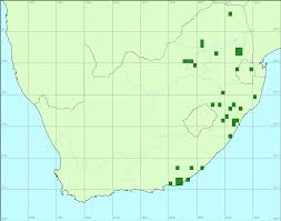 Image result for Eulophia tenella