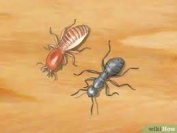 Place the homemade bait near gaps and crevices, anywhere ants are on the march. 3 Ways To Control Ants Wikihow