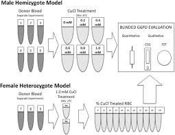 Image result for G6PD Deficiency Detection