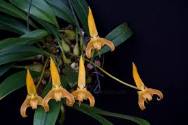 Image result for Bulbophyllum humblotii