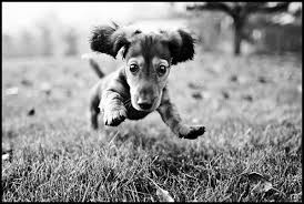 Black And White Dachshund Puppies 35 Fabulous Examples Of Black And White Photography Ekstrax Puppies Animals Cute Puppies