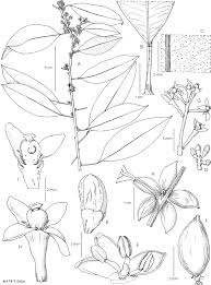 Image result for Toddaliopsis