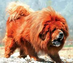 Caviar beluga cel mai scump caviar din lume se vinde la pretul de 5.000 de dolari kilogramul. Tibetan Mastiff Cel Mai Scump Caine Din Lume Portalul Iubitorilor Most Expensive Dog Mastiff Dogs Tibetan Mastiff Dog