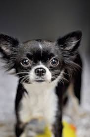 Black And White Short Haired Chihuahua Puppy Dog Looks Just Like My Boy Niedliche Hunde Susse Hunderassen Susse Hundebilder