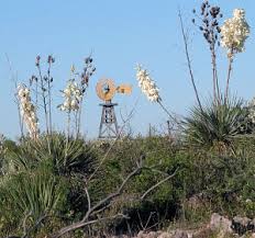 Here's a fast and easy recipe for a yucca flower stir fry with only 3 ingredients. Yucca
