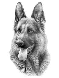 Outstanding German Shepherd To Draw As Well As German Shepherd German Shepherd Art Dog Art Dog Pencil Drawing