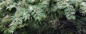Maybe you would like to learn more about one of these? Nature Today Tijd Voor De Tuin