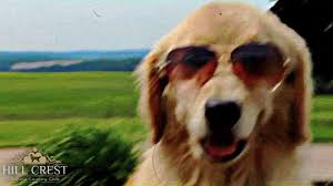 Hill Crest Canine Country Club