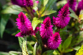 Celosia Flowers Offer Plumes Feathers And Blooms