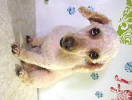The poodle breed possesses many amazing qualities and characteristics and among its most fascinating elements are the different poodle haircuts. Sandy A Miniature Poodle Doggroomingbyjanice