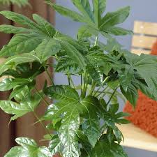 Check spelling or type a new query. Fatsia Japonica Japanese Aralia Plants Special Deals Garden Plants