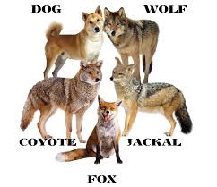 Difference Between Dog Wolf Jackal Coyote And Fox Animals Wolf Dog Wild Dogs