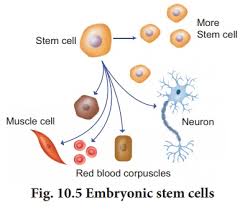 Stem cells develop to become mature blood cells including Stem Cell Therapy Applications Of Biotechnology