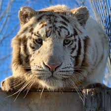 The big cat sanctuary is a 34 acre peaceful conservation site whose primary objective is conservation and offering sanctuary to homeless or rescued cats. Auction Exotic Feline Rescue Center