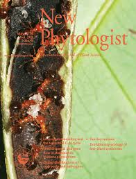 Image result for Cissus nigropilosa