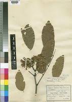 Image result for Isoberlinia