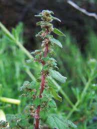 Image result for Parietaria debilis
