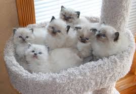 There is a $200.00 non refundable deposit. Graceful Dolls Ragdoll Cattery Ragdoll Kittens And Cats For Sale