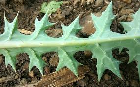 Image result for Argemone mexicana