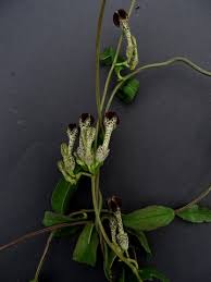Image result for Ceropegia crassifolia