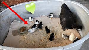 Caracatitele in functie de specie traiesc intre 6 luni si 5 ani. Au IeÈit Primii Pui De GÄinuÈÄ PiticÄ Sunt Super Mega Simpatici Youtube