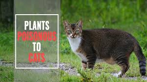 Plant cats are allergic to. Plants Poisonous To Cats Keep An Eye On The Explorer Petmoo