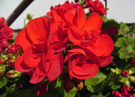 10 Plantas Con Flores Rojas Jardineria On
