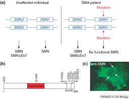 Repositório destinado a coisas que podem ajudar no desenvolvimento de projetos. Smn Mediated Assembly Of Rnps A Complex Story Trends In Cell Biology