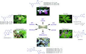 Image result for Macaranga schweinfurthii